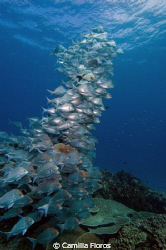 School of slinger and humpback snapper hang over the reef by Camilla Floros 